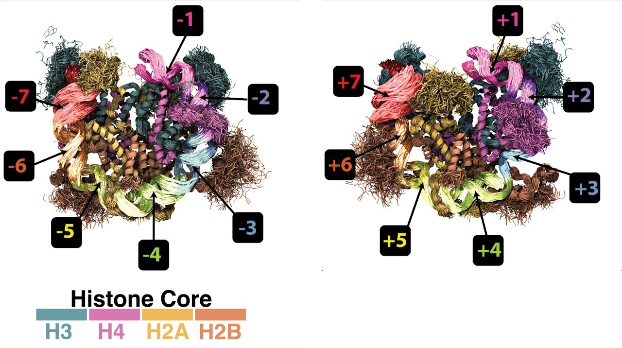 Overlaid snapshots from a long all-atom simulation of the nucleosome core particle, showing the range of positions each histone tail explores; histone core colored H3 teal, H4 pink, H2A gold, H2B orange